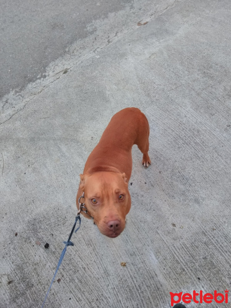 Amerikan Pitbull Terrier, Köpek  Mathilda fotoğrafı