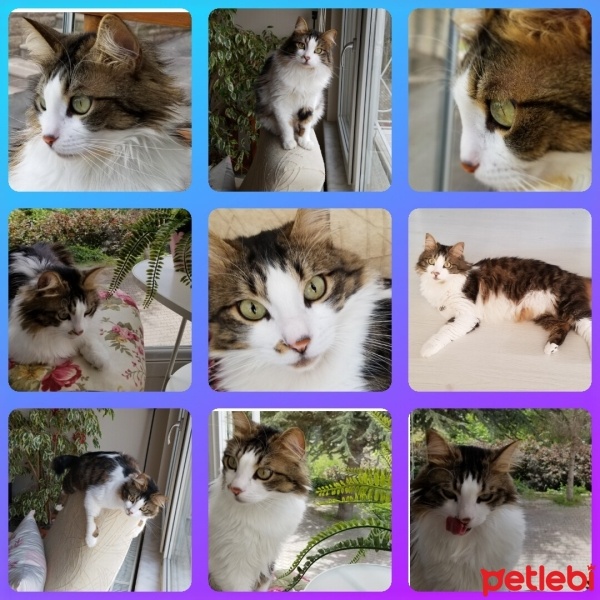 Norwegian Forest, Kedi  PRENSES fotoğrafı