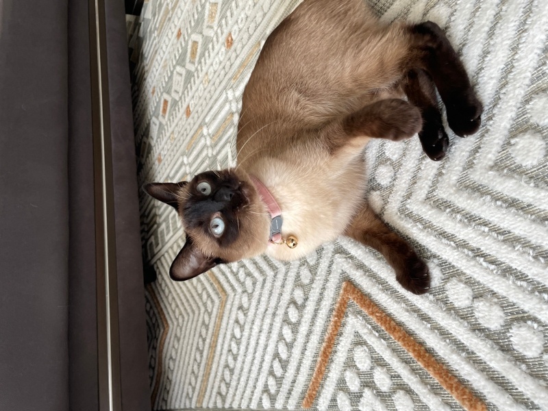Siyam Kedisi, Kedi  Güneş fotoğrafı