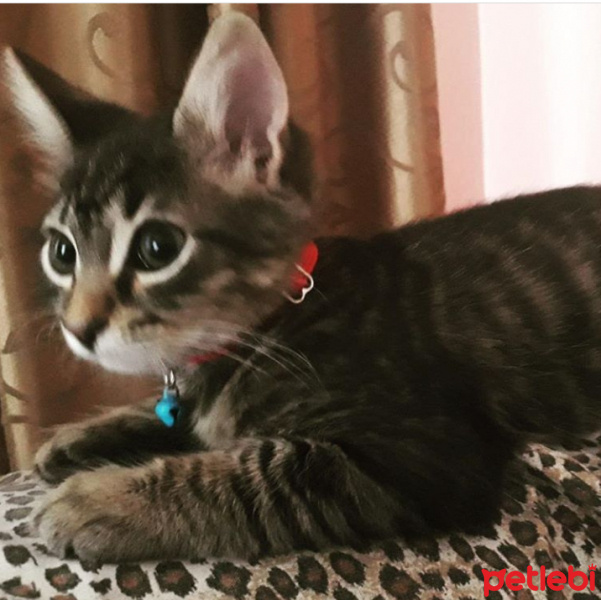 Tekir Kedi, Kedi  Paşa fotoğrafı