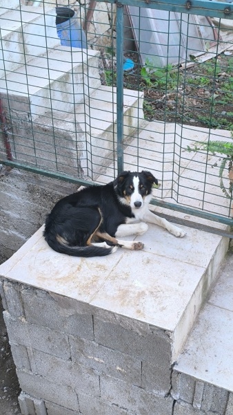 Border Collie, Köpek  Çiko fotoğrafı