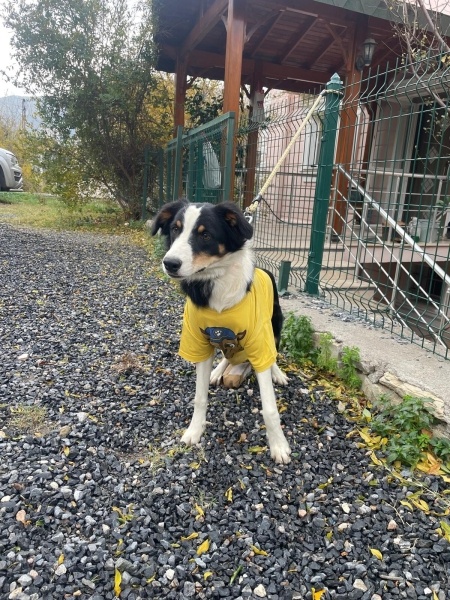 Border Collie, Köpek  Çiko fotoğrafı