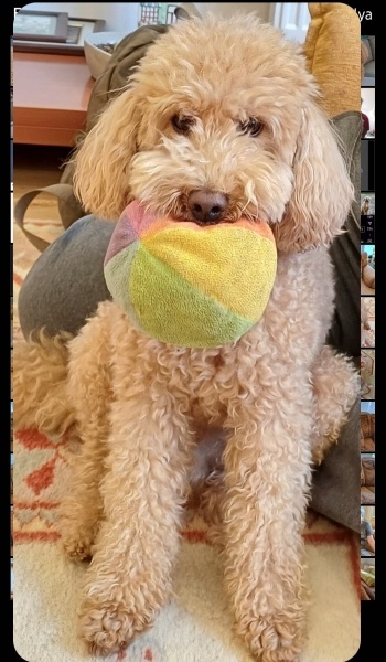 Poodle (Minyatür Kaniş), Köpek  Badem fotoğrafı