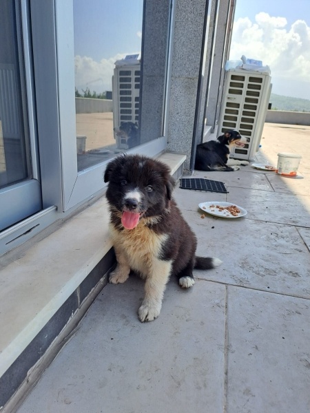 Border Collie, Köpek  Dobby fotoğrafı