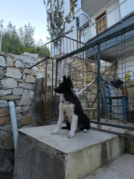 Border Collie, Köpek  Dobby fotoğrafı