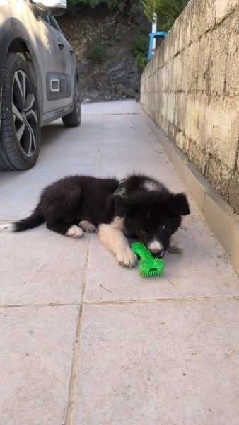 Border Collie, Köpek  Dobby fotoğrafı