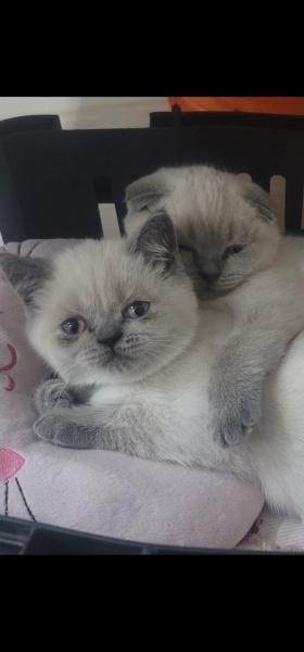 Scottish Fold, Kedi  Köfte ve Cindy fotoğrafı