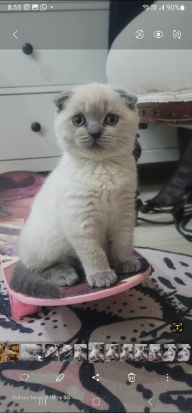 Scottish Fold, Kedi  Köfte ve Cindy fotoğrafı