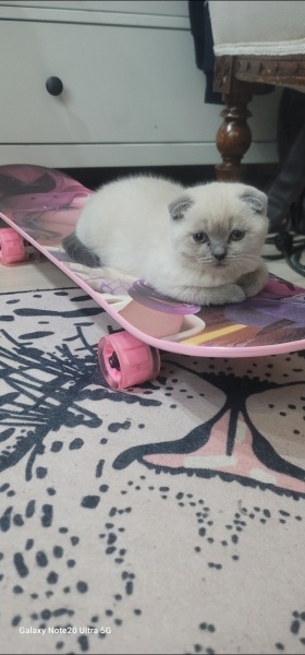 Scottish Fold, Kedi  Köfte ve Cindy fotoğrafı