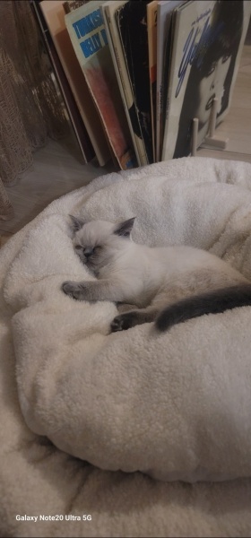 Scottish Fold, Kedi  Köfte ve Cindy fotoğrafı