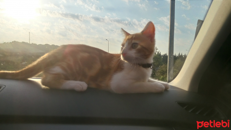 Tekir Kedi, Kedi  limon ve tarçın fotoğrafı