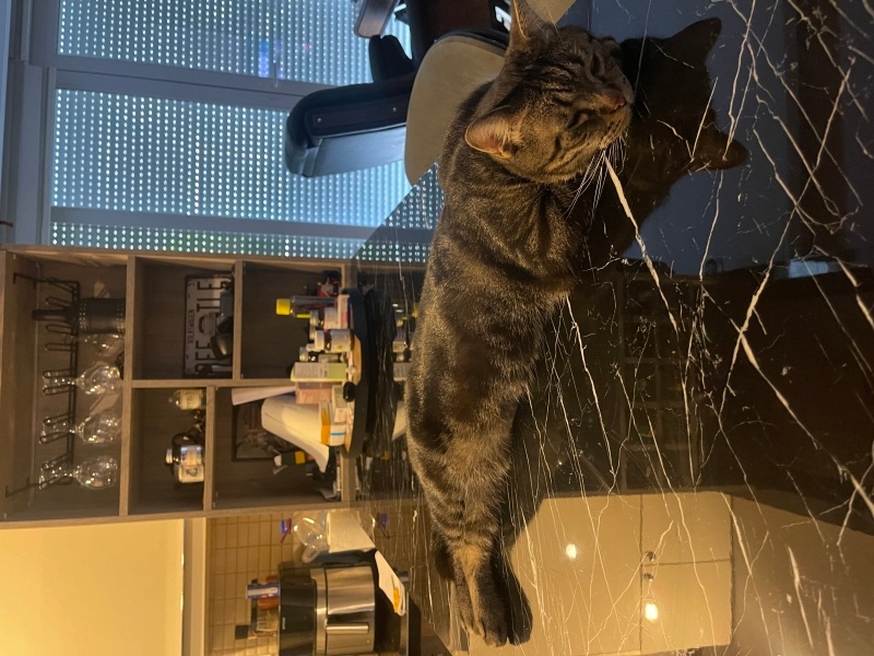 Tekir Kedi, Kedi  Turtle fotoğrafı