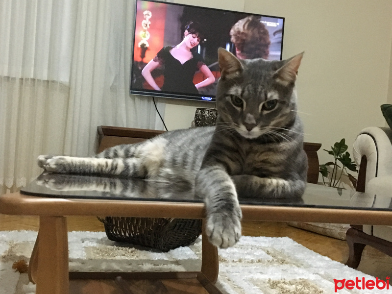 Tekir Kedi, Kedi  Limon fotoğrafı
