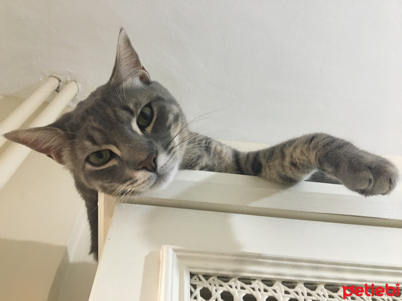 Tekir Kedi, Kedi  Limon fotoğrafı