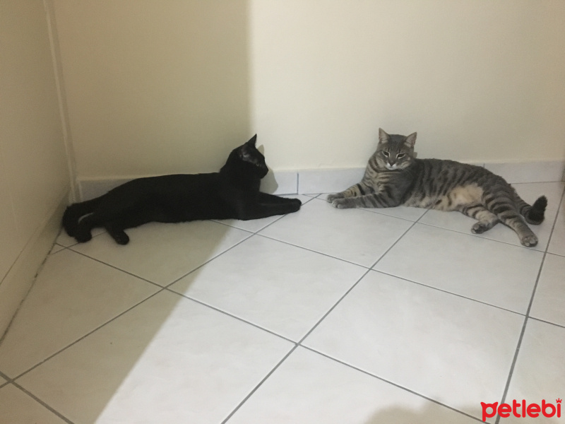 Tekir Kedi, Kedi  Limon fotoğrafı
