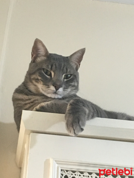 Tekir Kedi, Kedi  Limon fotoğrafı