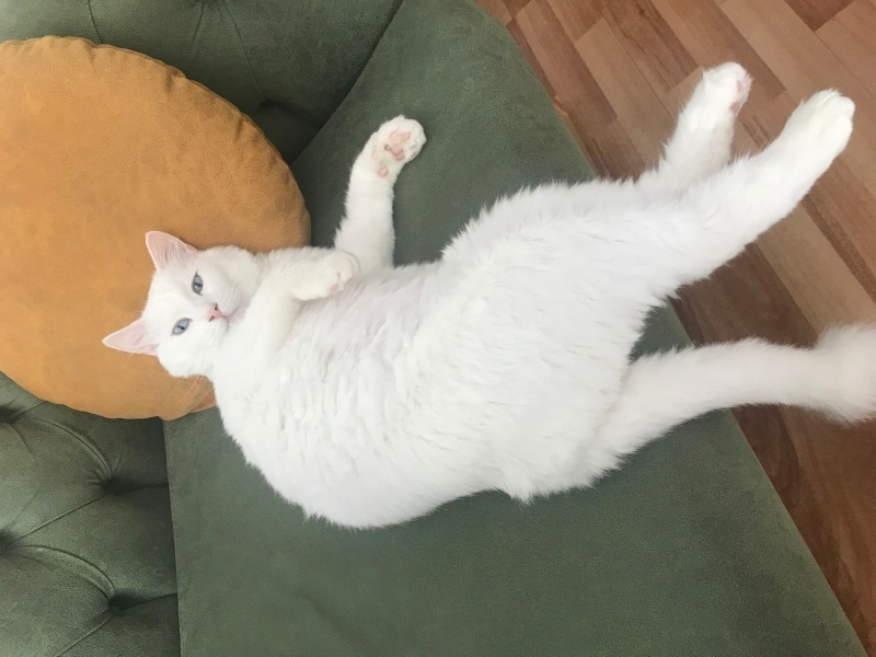 Ankara Kedisi, Kedi  Ayaz fotoğrafı