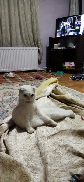 British Shorthair, Kedi  boncuk fotoğrafı