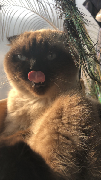 Scottish Fold, Kedi  Mia fotoğrafı