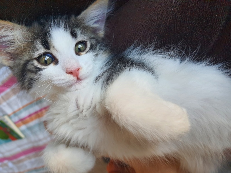 Tekir Kedi, Kedi  PAMUK fotoğrafı