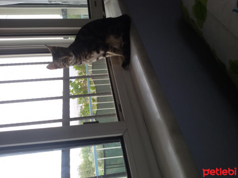 Tekir Kedi, Kedi  Şila fotoğrafı