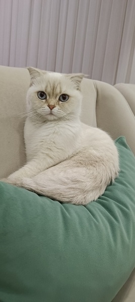 British Shorthair, Kedi  Bella fotoğrafı