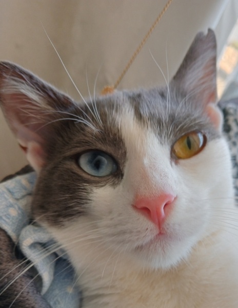 Tekir Kedi, Kedi  Leydi fotoğrafı