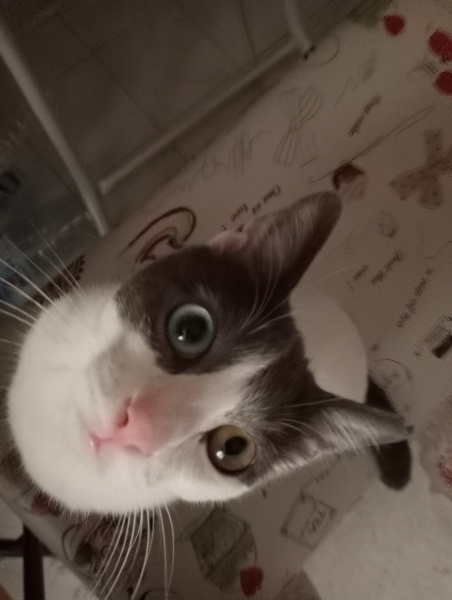 Tekir Kedi, Kedi  Leydi fotoğrafı