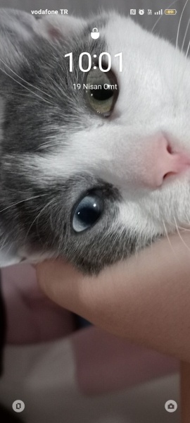 Tekir Kedi, Kedi  Leydi fotoğrafı