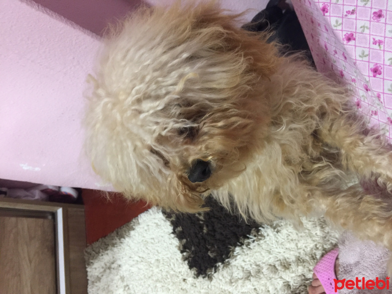 Poodle (Minyatür Kaniş), Köpek  tarçın fotoğrafı