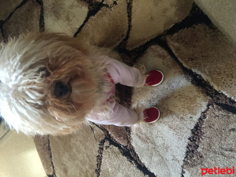 Poodle (Minyatür Kaniş), Köpek  tarçın fotoğrafı