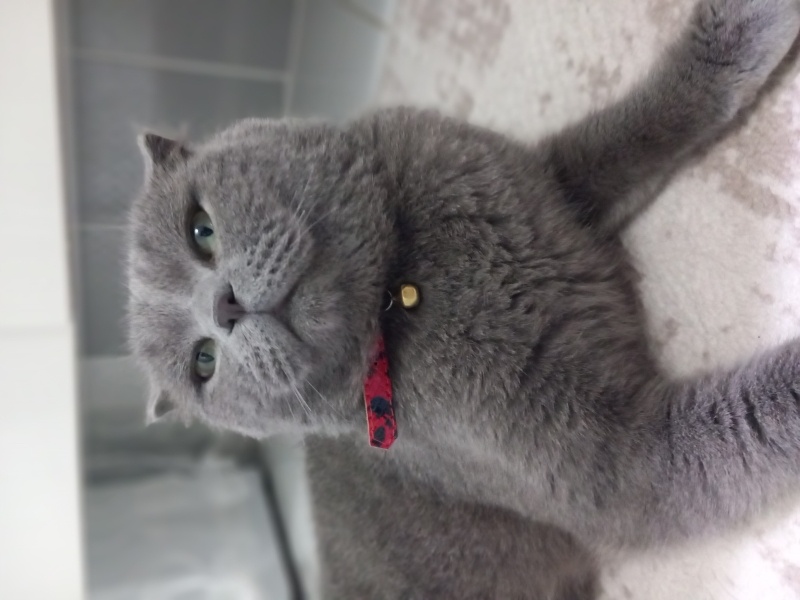 Scottish Fold, Kedi  Duman fotoğrafı