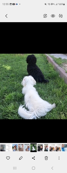 Poodle(Standart Kaniş), Köpek  Karam fotoğrafı