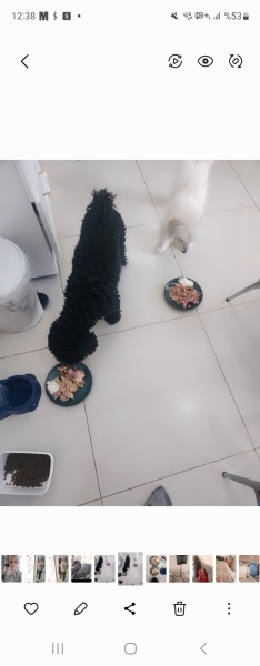Poodle(Standart Kaniş), Köpek  Karam fotoğrafı