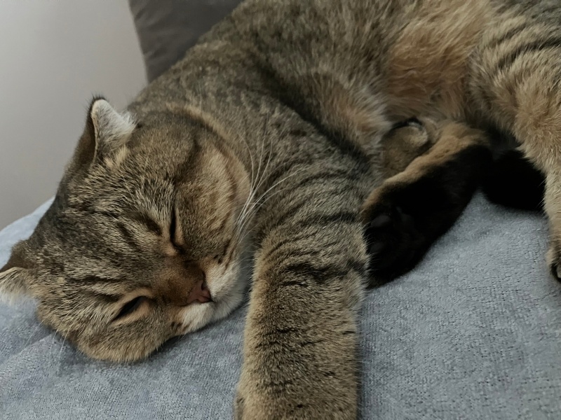 Scottish Fold, Kedi  Bella fotoğrafı