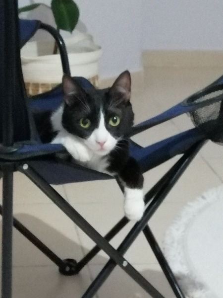Tuxedo (Smokin) Kedi, Kedi  Kokei fotoğrafı