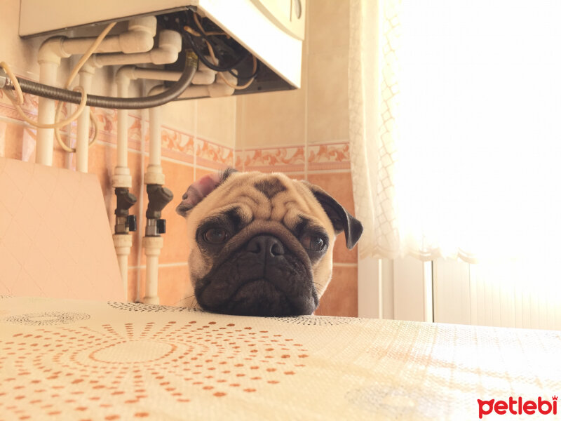 Pug, Köpek  Çiko fotoğrafı