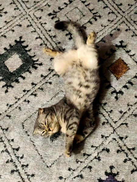 Scottish Fold, Kedi  Duman fotoğrafı