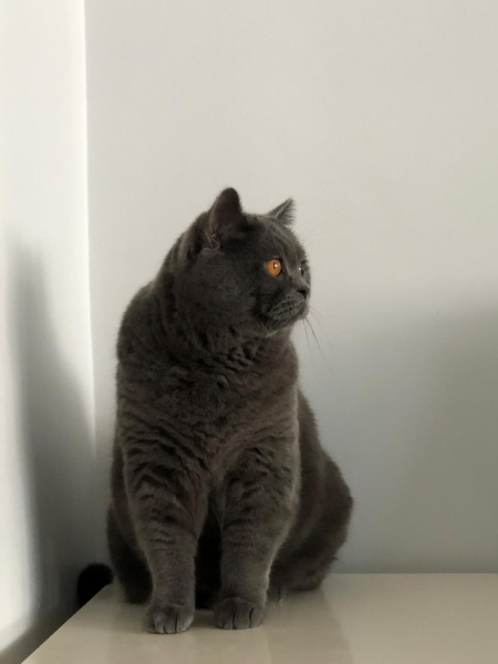 British Shorthair, Kedi  Karam fotoğrafı