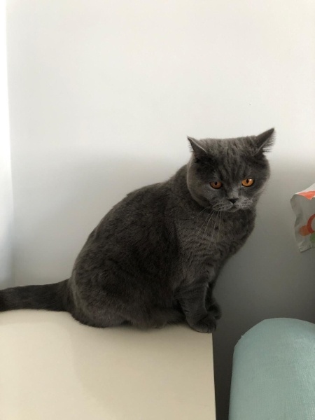 British Shorthair, Kedi  Karam fotoğrafı
