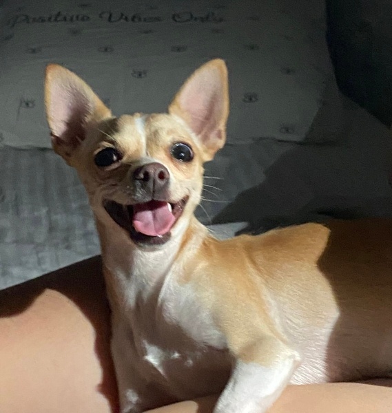 Chihuahua, Köpek  Kylie fotoğrafı
