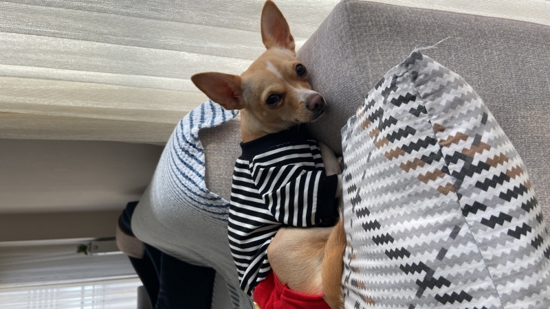 Chihuahua, Köpek  Kylie fotoğrafı