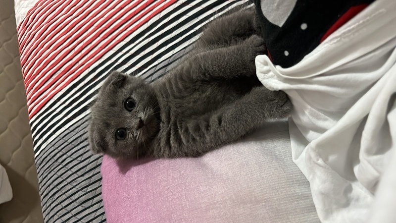 Scottish Fold, Kedi  Duman fotoğrafı