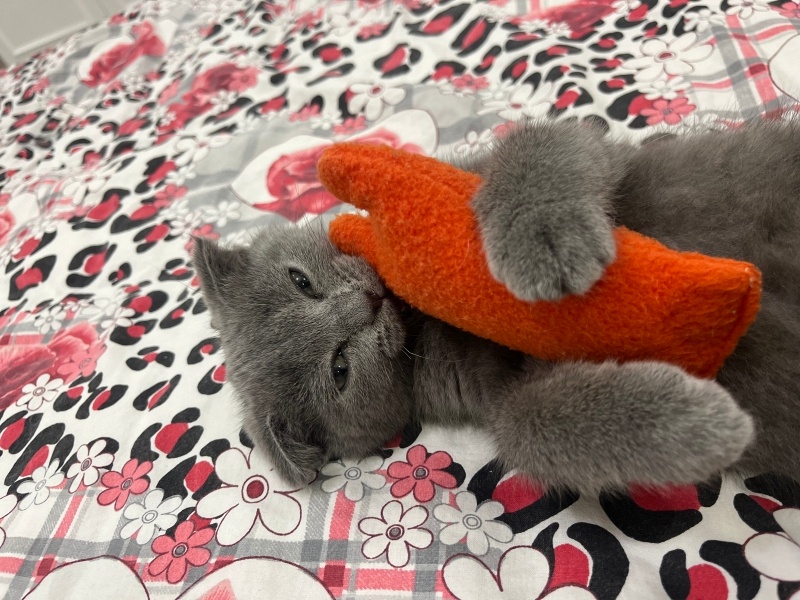 Scottish Fold, Kedi  Duman fotoğrafı