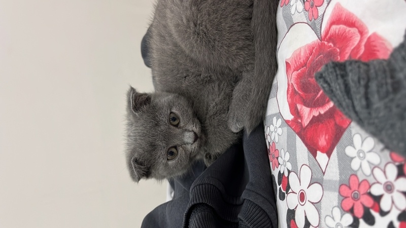 Scottish Fold, Kedi  Duman fotoğrafı