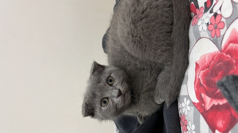 Scottish Fold, Kedi  Duman fotoğrafı