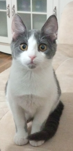 Tekir Kedi, Kedi  Asil fotoğrafı