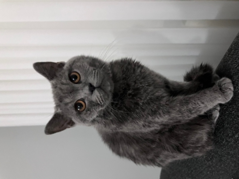 British Shorthair, Kedi  Ponçik fotoğrafı
