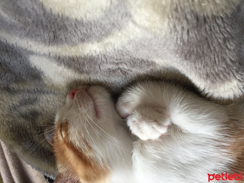 Tekir Kedi, Kedi  Ufaklık fotoğrafı