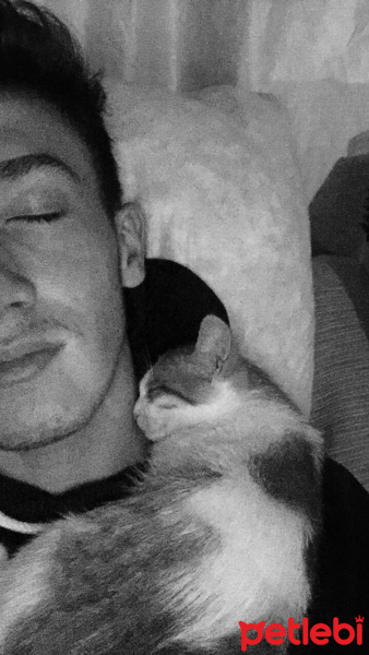 Tekir Kedi, Kedi  Ufaklık fotoğrafı